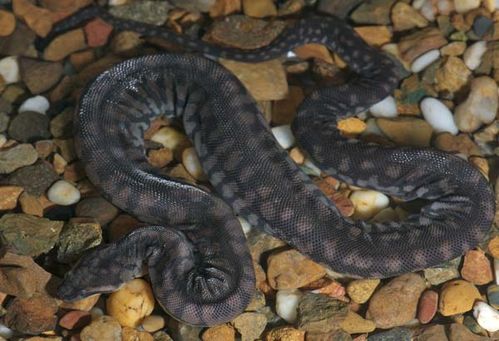 captive Arafura file snake (Acrochordus arafurae).