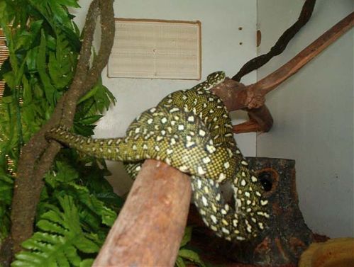 Diamond Python | Morelia spilota spilota photo