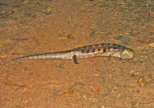 Northern Blue-tongue | Tiliqua scincoides intermedia photo
