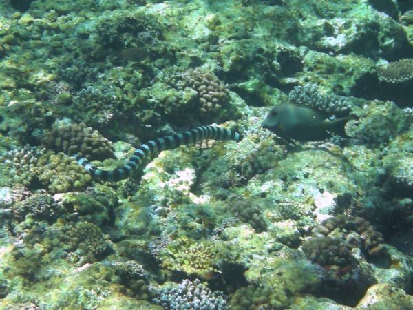 Banded Sea Snake | Laticauda colubrina photo