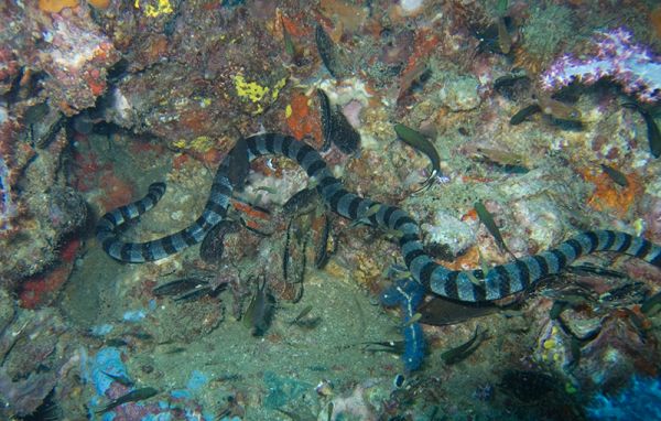 Banded Sea Snake | Laticauda colubrina photo