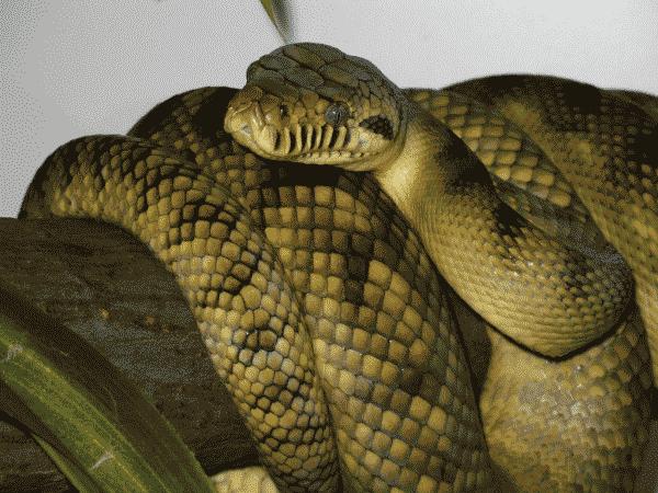 Amythystine Python | Morelia amythestina photo