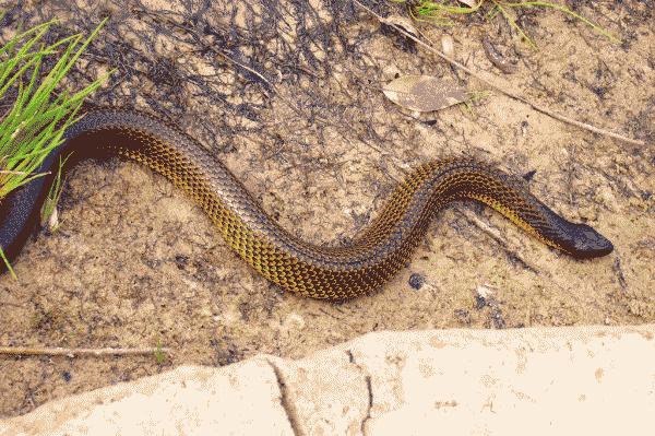 Western Tiger Snake | Notechis scutatus occidentalis photo