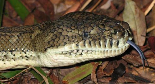 Coastal Carpet Python Morelia spilota mcdowelli photo