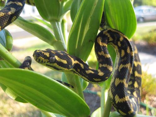 Jungle Carpet python | Morelia spilota cheynei photo
