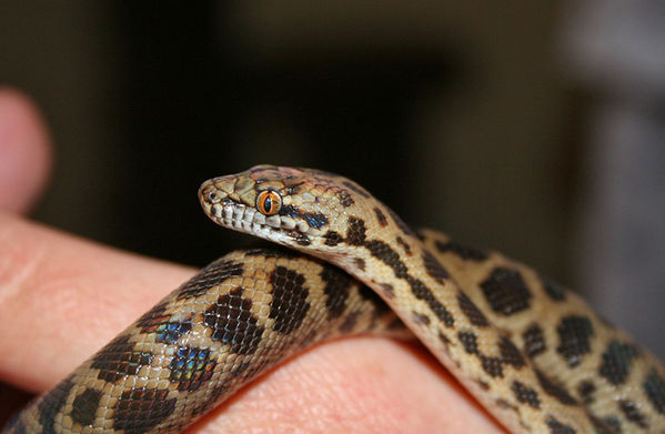 Spotted Python | Antaresia maculosa photo