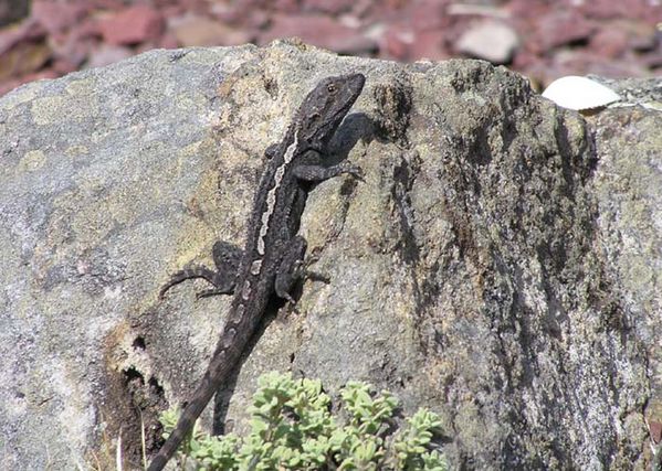 Jacky Lizard | Amphibolurus muricata photo