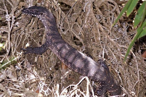 Heath Monitor | Varanus rosenbergi photo