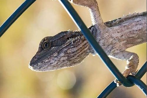 Western Bearded Dragon | Pogona minor minor photo