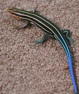 Blue-tailed Skink