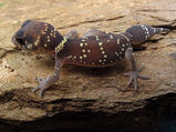 Barking Gecko