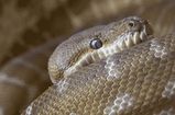Centralian Carpet Python