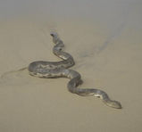 Elegant Sea Snake