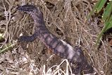 Heath Monitor