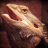 Bearded Dragon