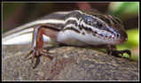 Striped Skink