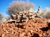Thorny Devil