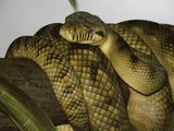 Amythystine Python