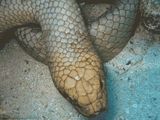 Olive Sea Snake