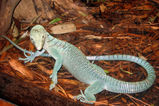 Emerald Tree Monitor