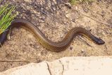 Western Tiger Snake