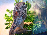Central Netted Dragon