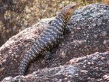 Cunningham's Skink