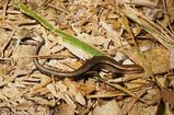 Garden Skink