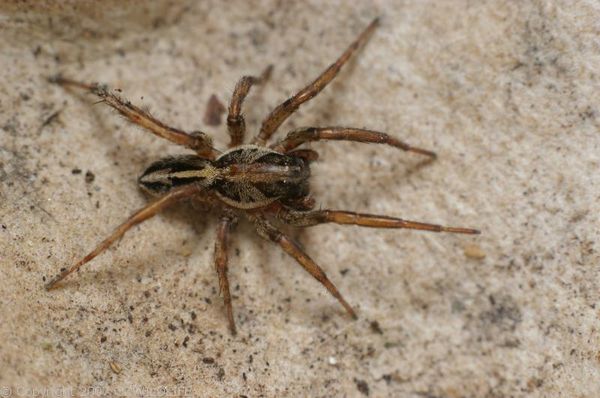Image result for lycosa spider