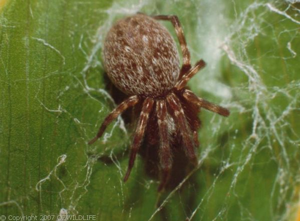 Black House Spider | Badumna longinqua photo