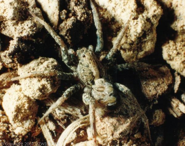 This female Wolf Spider is