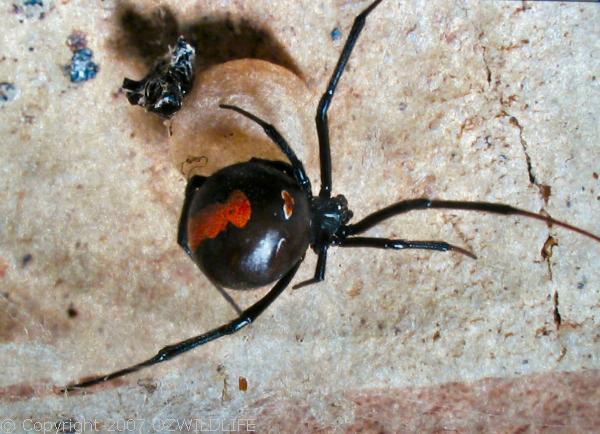 red back spider bites pictures. Redback Spider | Latrodectus