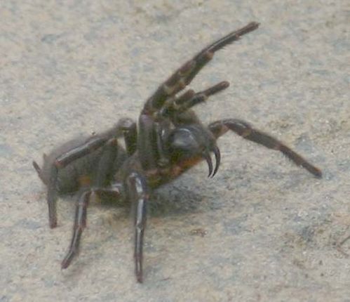 Spider on Male Sydney Funnel Web Spider Photographed November 2004 At The
