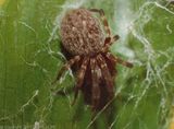 The Black House Spider has dark brown to black carapace and legs. The abdomen is charcoal grey with a dorsal pattern of white markings