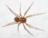 The Spitting Spider is a small brown spider with a flecked pattern of spots. The dome-shaped carapace is unusual in that it slopes upwards towards the rear end, whereas the abdomen slopes downwards. ...
