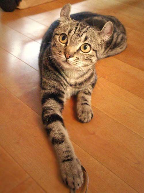 American Curl Cat photo