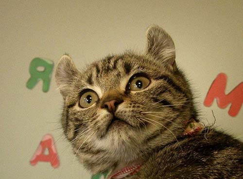 American Curl Cat photo