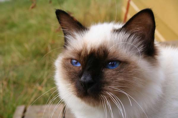 Birman Cat photo