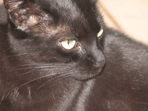 Bombay Cat photo