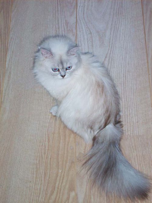 long hair cat breeds