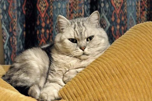 British Shorthair Cat photo