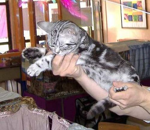 British Shorthair Cat