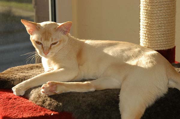 Burmese
