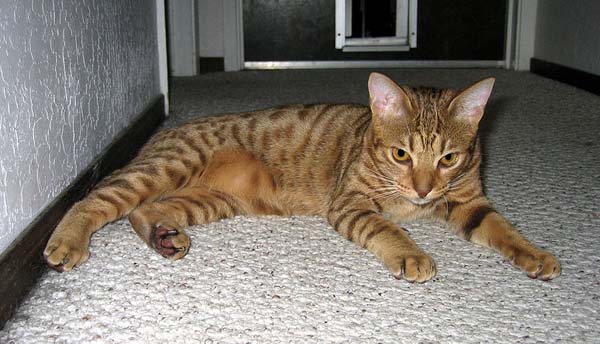 Ocicat photo