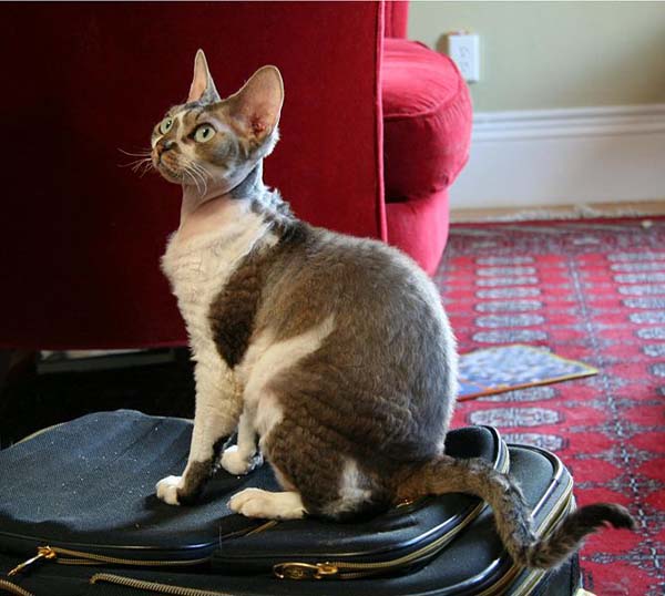 Devon Rex photo