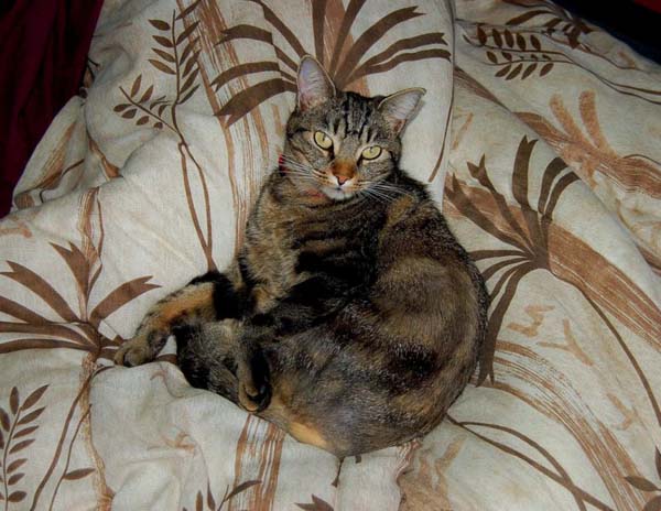 European Shorthair Cat