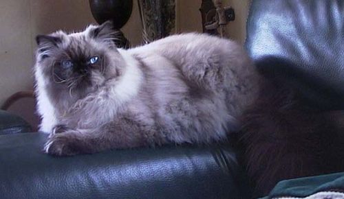 Himalayan Cat