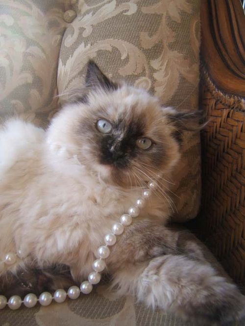 Himalayan Cat photo