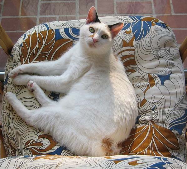 Japanese Bobtail Cat photo