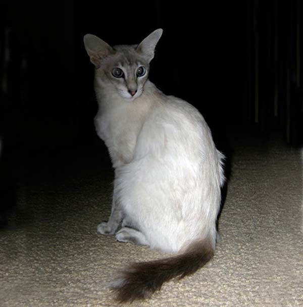 Javanese Cat photo